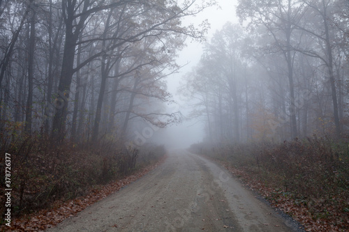 Fog on a road