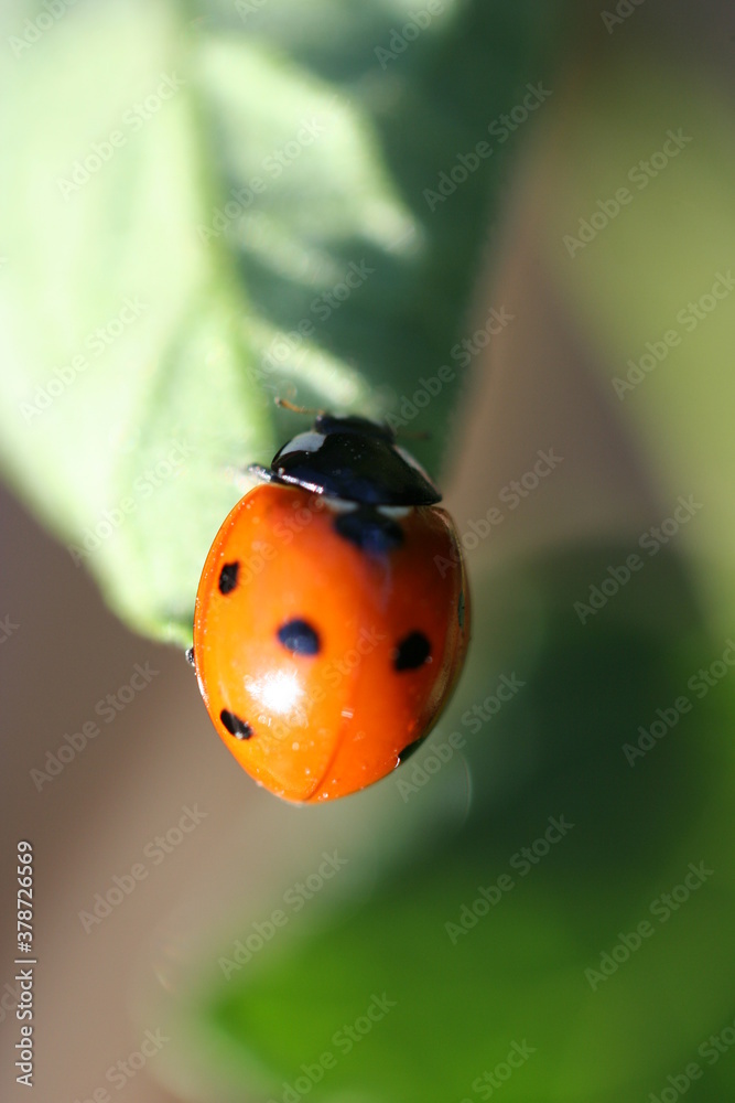 Obraz premium Insect | Insect