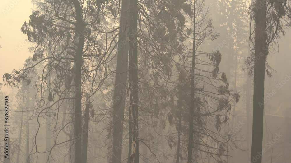 burned trees after major wildfire burned trees after major wildfire