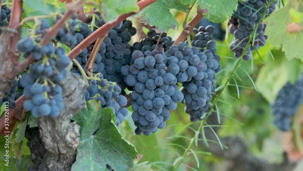 View on plantation of grape vines in sunny day. Warm autumn day, vineyard. Close up of beautiful bunches of ripe blue wine grapes with leaves moving on wind. View on plantation of grape vines in sunny day. Warm autumn day, vineyard. Close up of beautiful bunches of ripe blue wine grapes with leaves moving on wind.
