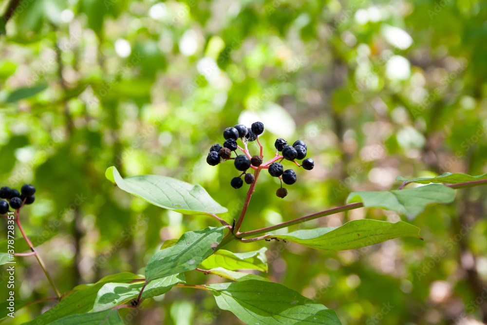 Fototapeta premium berries on the bush