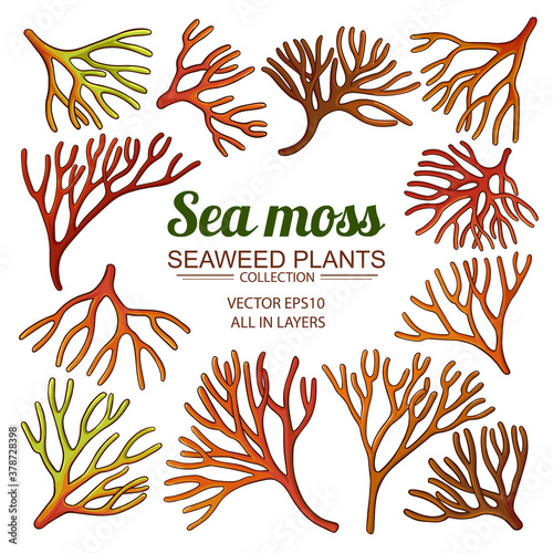 sea moss set