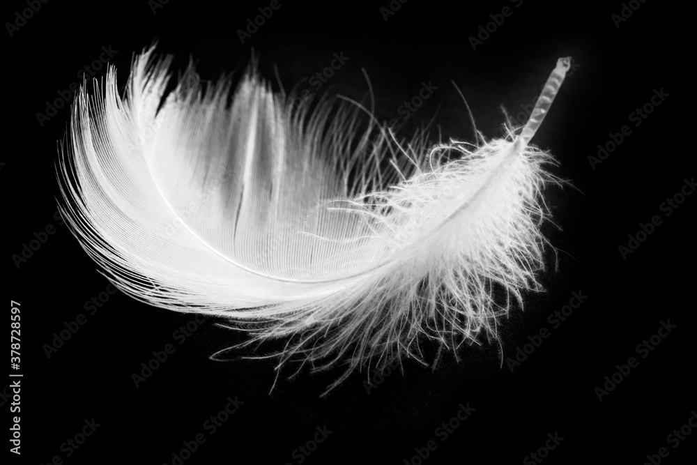 white feather on dark background. Softness and lightness concept