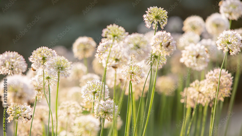 Natural background with wild flowers
