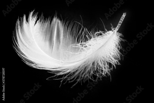 white feather on dark background. Softness and lightness concept