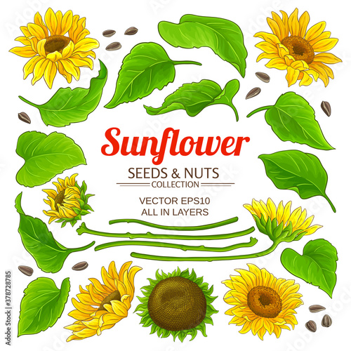sunflower elements set