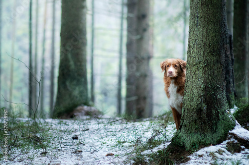 dog in the forest in winter. Nova Scotia Duck Tolling Retriever rests on a log in the trees