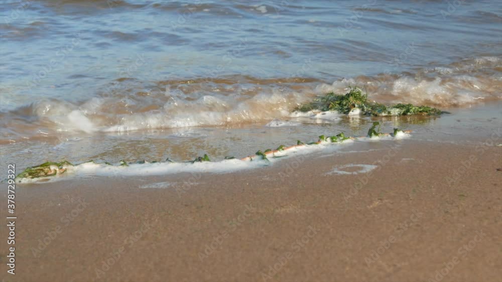 Small waves run onto the sandy shore with discarded seaweed, close-up Small waves run onto the sandy shore with discarded seaweed, close-up