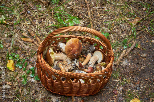 kosz grzybów na leśnej drodze , grzybiarz ,grzybobranie ,grzyby 