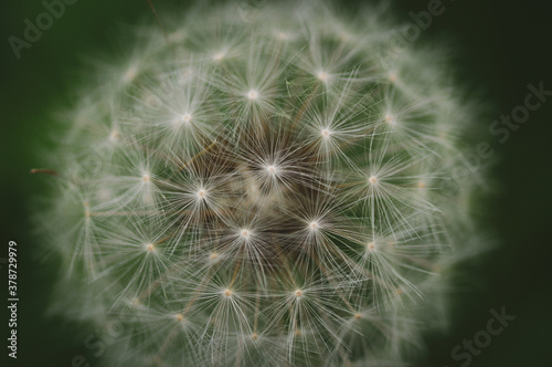 dandelion seed head