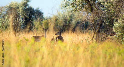 roe deer herd with cub between trees graze in high yellow-green grass in the tree shadow. view from the grass level