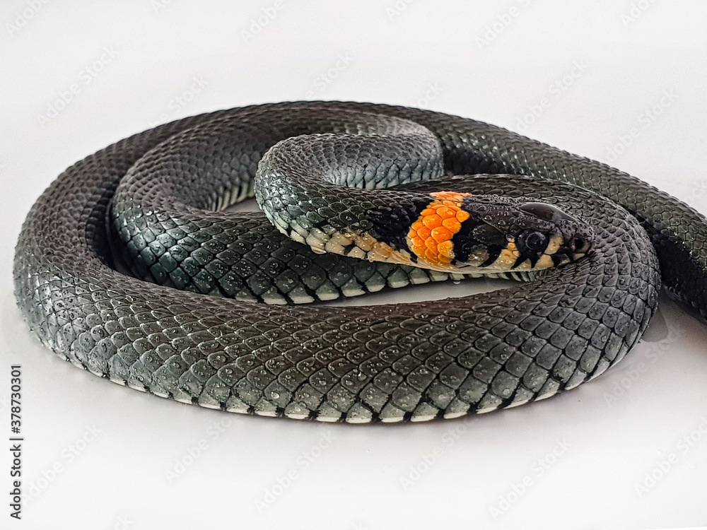 Non-venomous snake on a white background. A macro shot of a snake. Non-venomous snake on a white background. A macro shot of a snake.