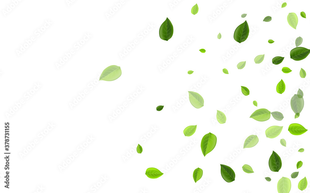 Lime Leaf Transparent Vector Wallpaper. Falling 