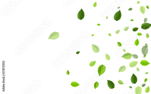 Wallpaper Mural Lime Leaf Transparent Vector Wallpaper. Falling  Torontodigital.ca