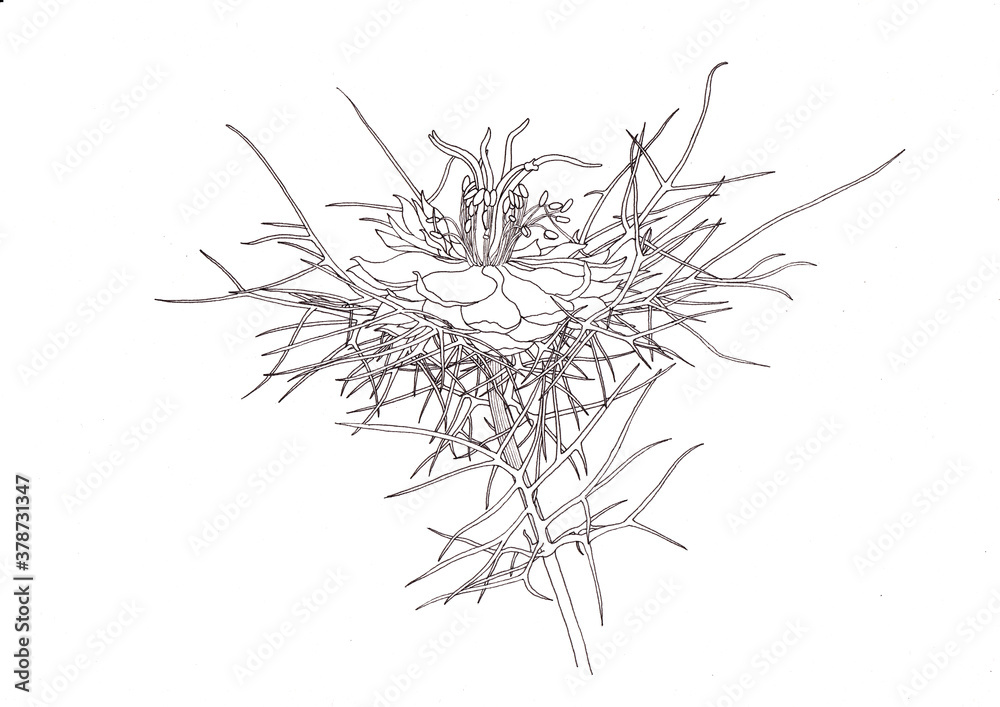 Fototapeta premium Love in a mist 