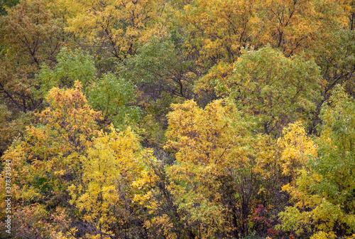 Group of trees turning color in Autumn.