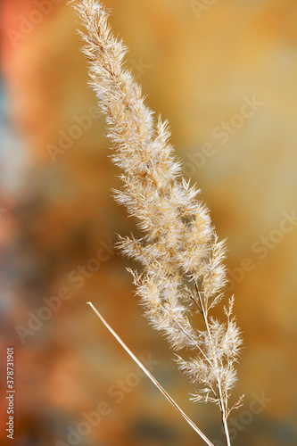 beautiful dry grass in autumn and winter