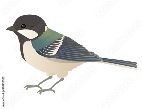 かわいい野鳥シジュウカラのベクターイラスト
