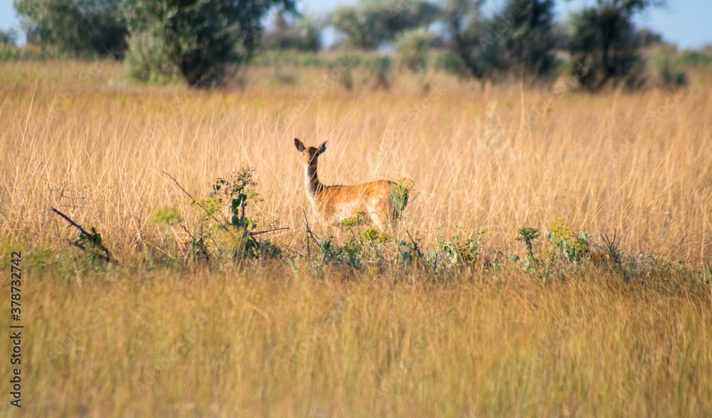 roe deer herd with cub between trees and high yellow-green grass in the summer wild prairie roe deer herd with cub between trees and high yellow-green grass in the summer wild prairie