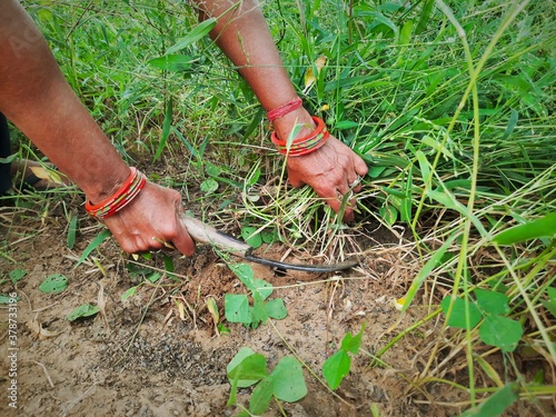 female farmer cutting grass in fields
