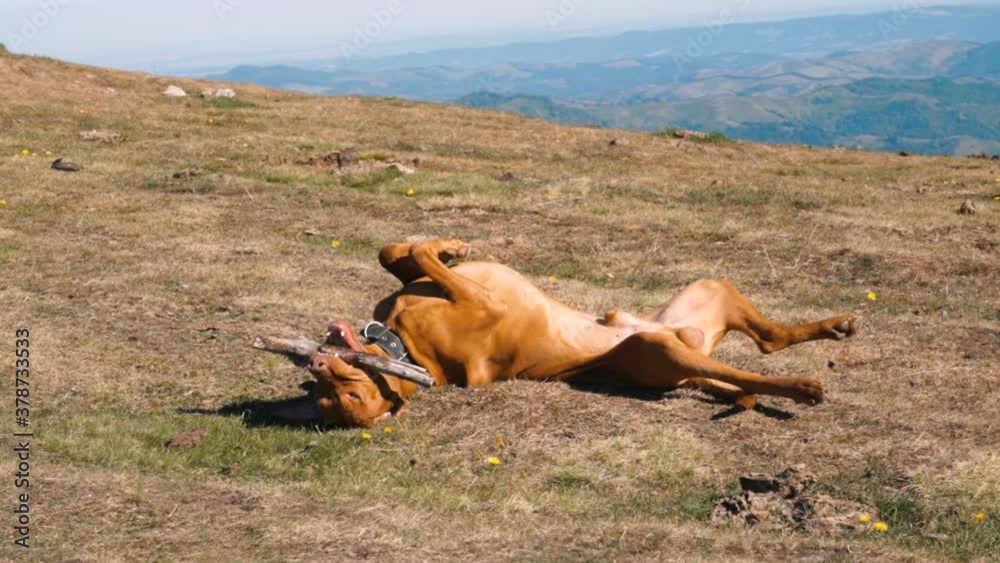 Happy Hungarian Vizsla Dog rolling on back while playing with wood stick Happy Hungarian Vizsla Dog rolling on back while playing with wood stick