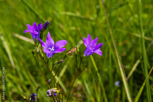 bluebells, wildflowers, blue, purple, flowers in the grass