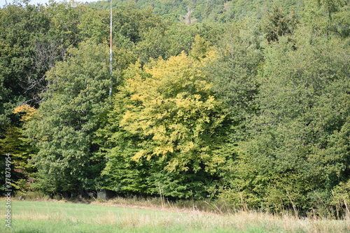 Straße nach Adenau in der Eifel photo