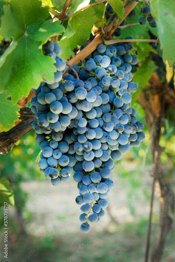 Bunches of grapes on the vine