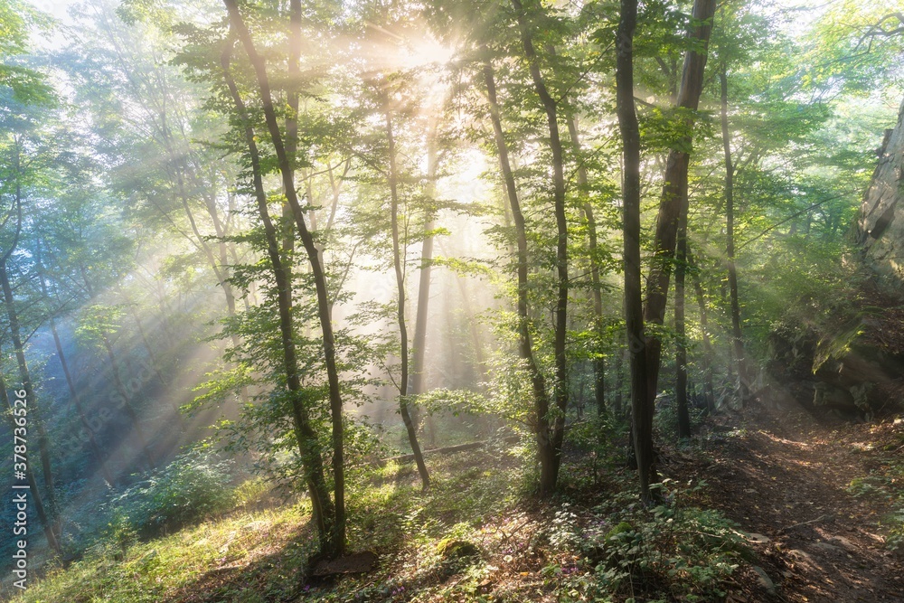 Naklejka premium Bright sun rays through trees in green spring forest. Landscape of forest in early morning. Natural nature. Scenery woodland with sunshine. View on green forest in backlight Nature background concept