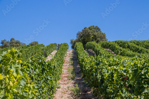 Vineyard in Portugal photo