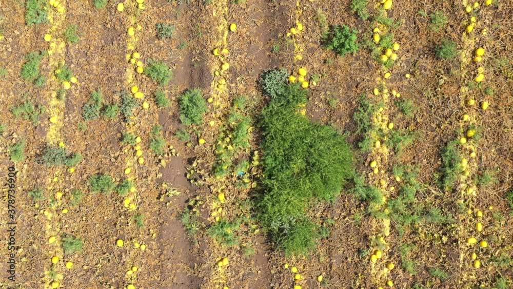 Rows of ripe Cantaloupes ready for picking in a large field, Aerial view. Rows of ripe Cantaloupes ready for picking in a large field, Aerial view.