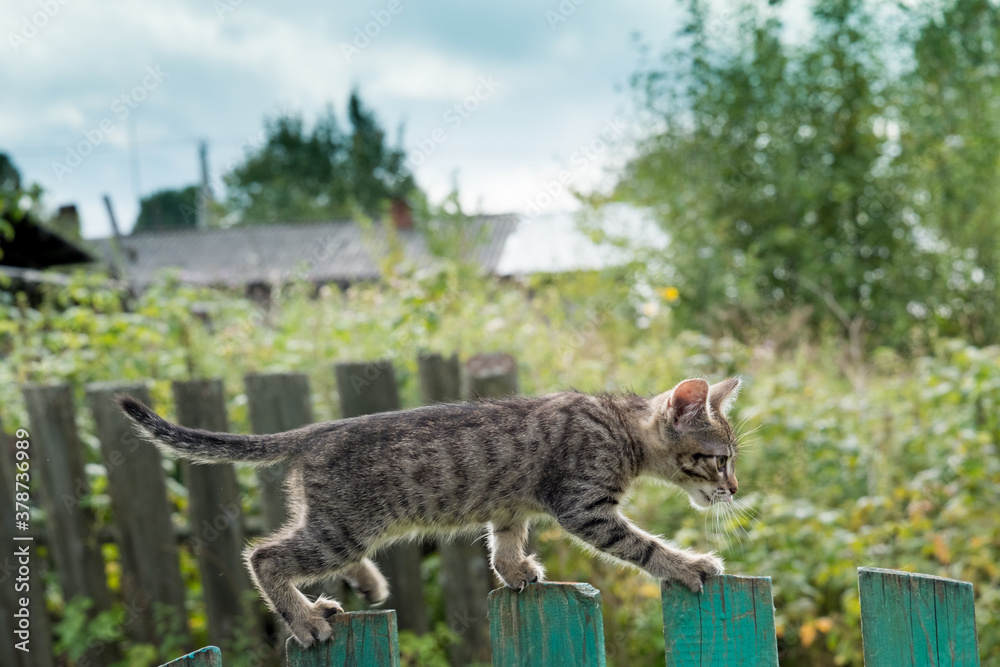 inquisitive gray tabby kitten learns to walk on the fence inquisitive gray tabby kitten learns to walk on the fence