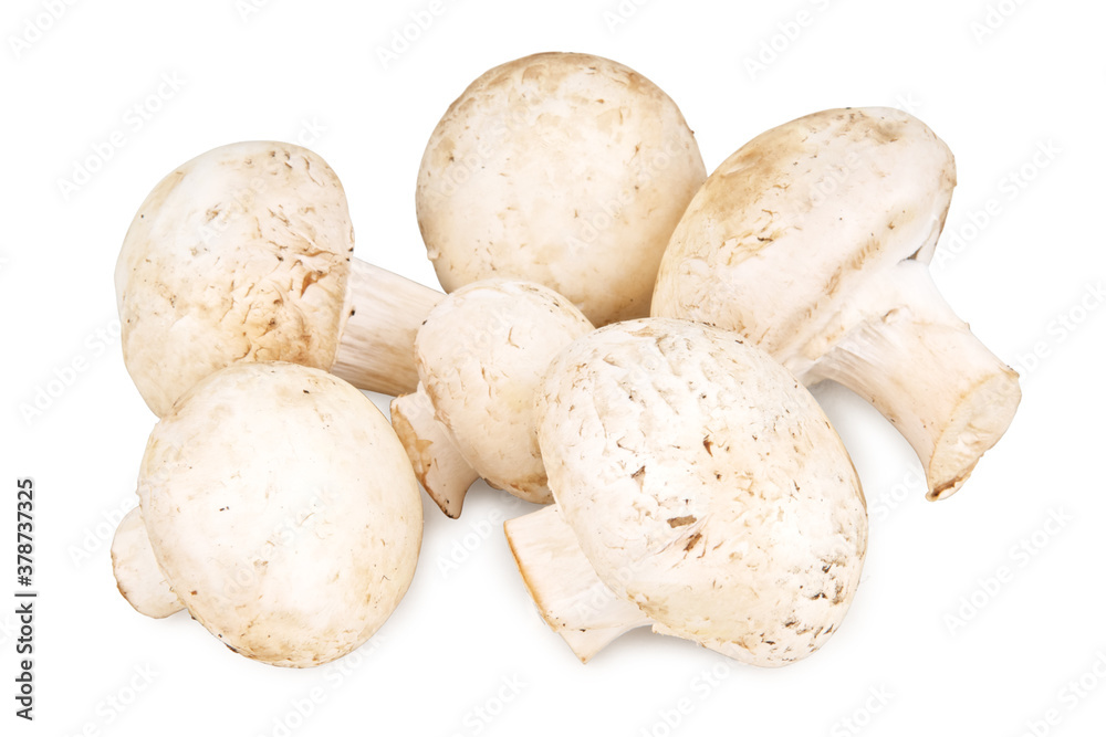 Mushroom mushrooms on white background