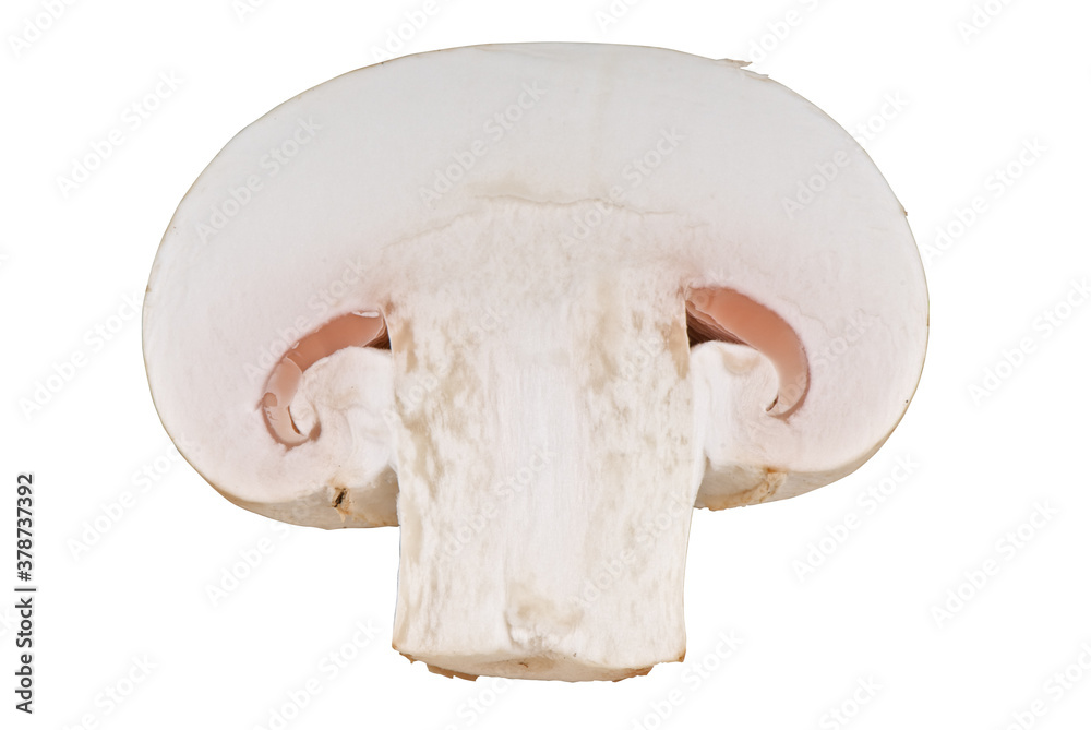 Fototapeta premium mushroom mushroom on white background