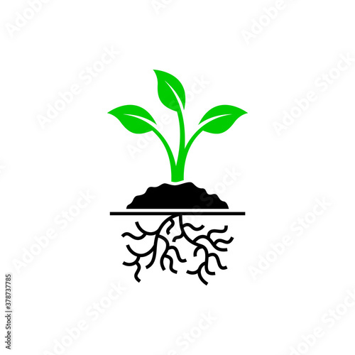 Plant growth vector isolated icon.