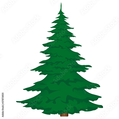 Green magnificent spruce on a white background. Vector illustration