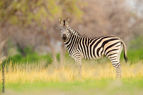 Zebra with yellow golden grass. Burchell s zebra  Equus quagga burchellii  Nxai Pan National Park  Botswana  Africa. Wild animal on the green meadow. Wildlife nature on African safari.