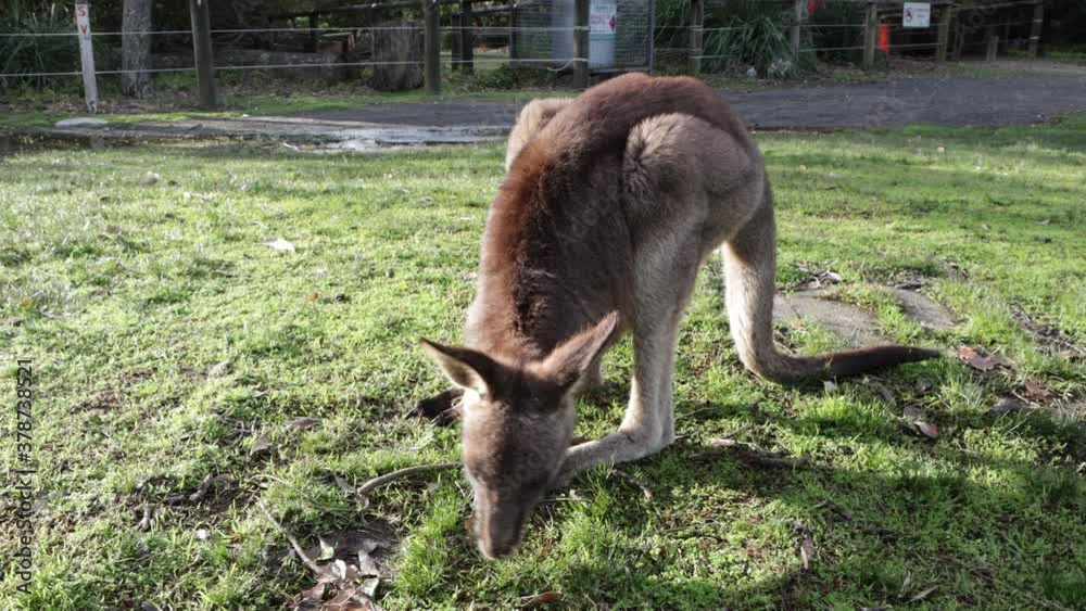 Young Grey Kangaroo eats grass at Jervis Bay's Cave Beach Park in Australia, Locked shot Young Grey Kangaroo eats grass at Jervis Bay's Cave Beach Park in Australia, Locked shot