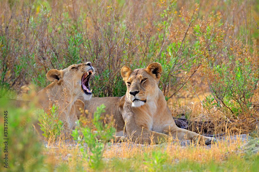 Safari in Africa. Big angry female lion Okavango delta, Botswana. African lion walking in the grass, with beautiful evening light. Wildlife scene from nature. Animal in the habitat. Safari in Africa. Big angry female lion Okavango delta, Botswana. African lion walking in the grass, with beautiful evening light. Wildlife scene from nature. Animal in the habitat.