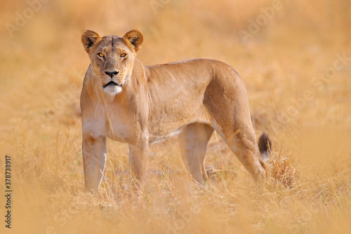 Safari in Africa. Big angry female lion Okavango delta, Botswana. African lion walking in the grass, with beautiful evening light. Wildlife scene from nature. Animal in the habitat.