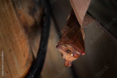 Peters's epauletted fruit bat, Epomophorus crypturus, species of megabat sitting on the house roof. Cute bat in the nature habitat, Okavango delta in Botswana, Arica.