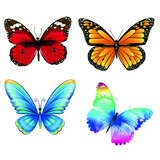 Butterflies on a white background vector