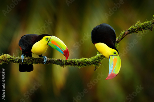 Fotografia, Obraz Keel-billed Toucan, Ramphastos sulfuratus, birds with big bill sitting on branch in the forest, Costa Rica