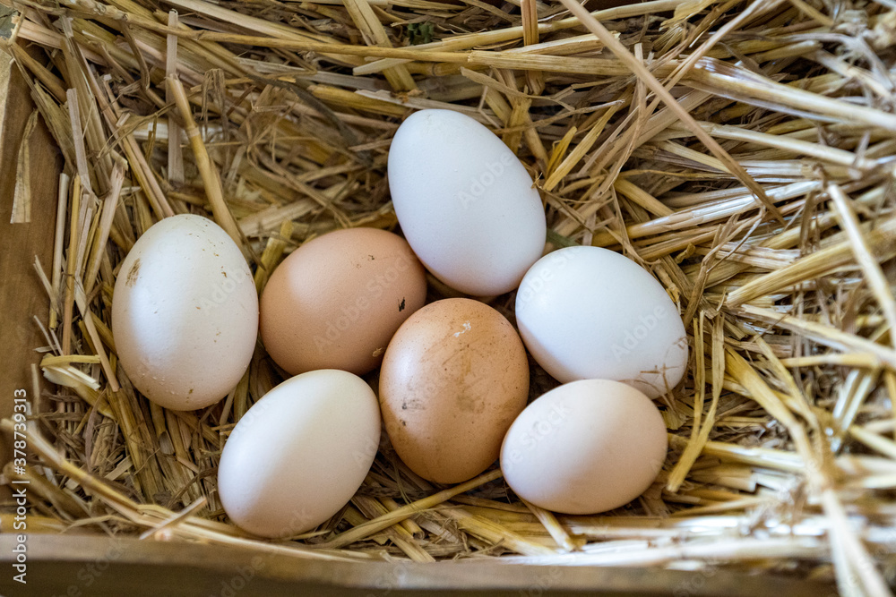 Breakfast eggs in a straw nest