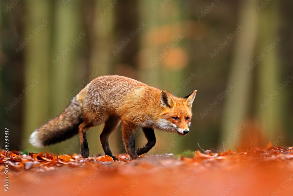 Red foxes работа. Red fox fox explorer.