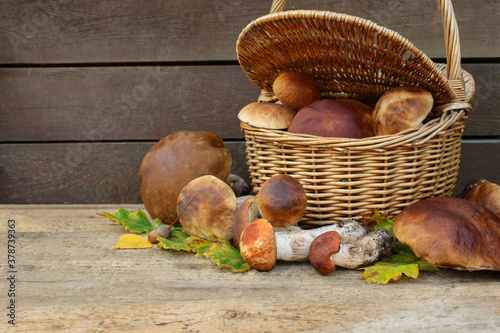 Freshly harvested forest mushrooms in a wicker basket on the background of boards