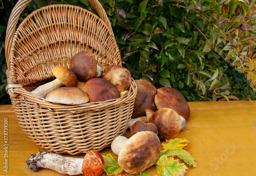 Freshly picked forest mushrooms in a wicker basket on a yellow background