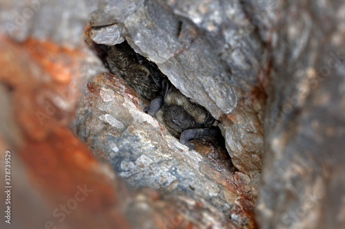 Vespertilio murinus, Particoloured bat,  in the nature cave habitat, Cesky kras, Czech. Wildlife scene from grey rock tunnel. Night bat hidden in the hole. photo