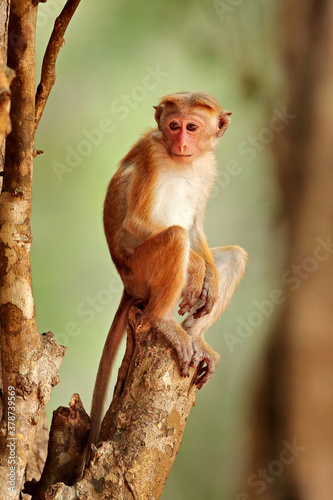 Photography Toque macaque, Macaca sinica, monkey with evening sun