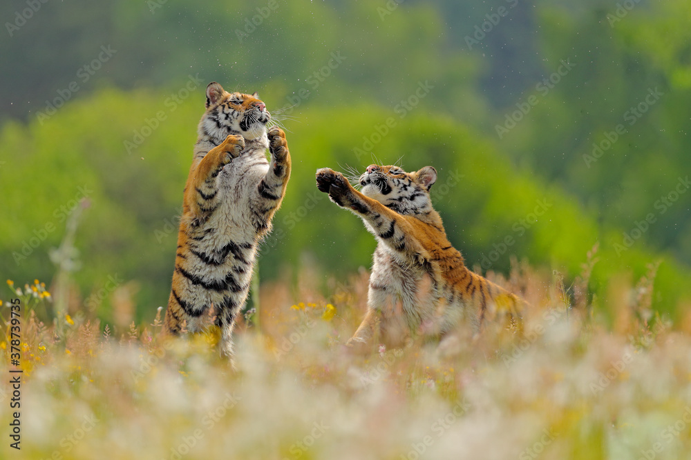 Tiger fight in green white cotton grass. Dangerous animal, taiga, Russia.  Big cat sitting in environment. Two wild cat play in wildlife nature.  Siberian tiger in nature forest habitat, foggy morning. Stock